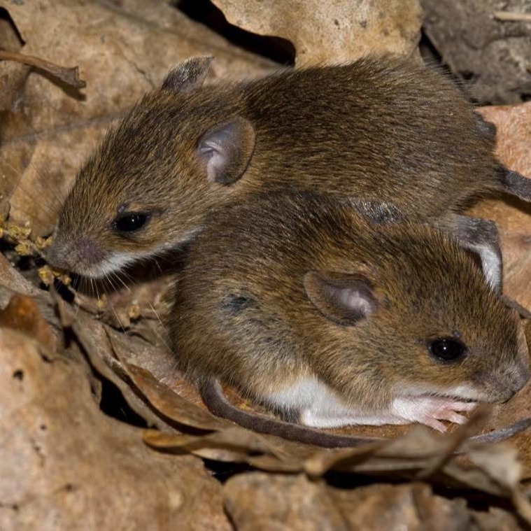 Уничтожения мышей в частном доме в Щелково?