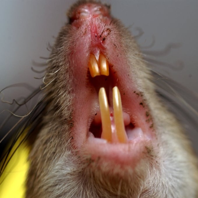 Дератизация крыс в Щелково?